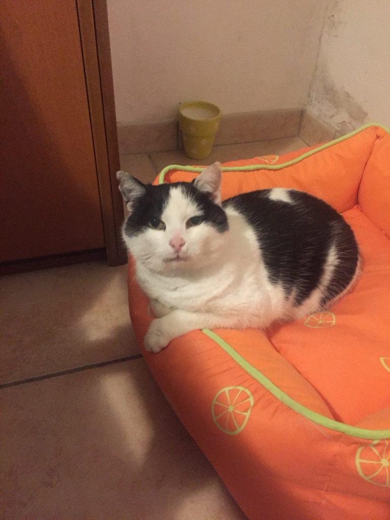 gattina di nome Diva