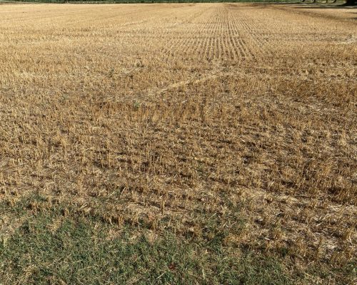 campo di grano dopo la mietitura