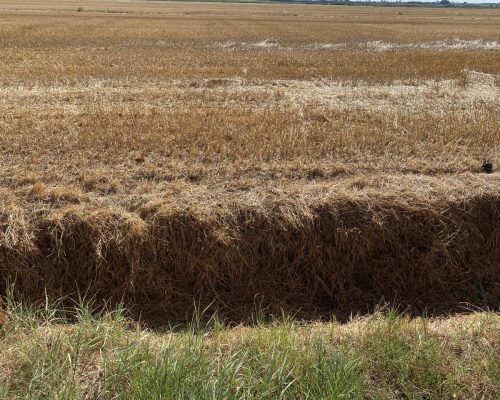 campo di grano tagliato