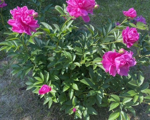 cespuglio di peonie