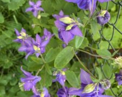 fiorellini-lilla-225x300