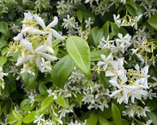 fiori di gelsomino da vicino