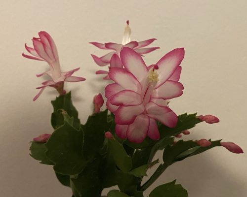 fiori rosa
