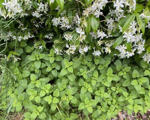 melissa sotto il cespuglio di gelsomino
