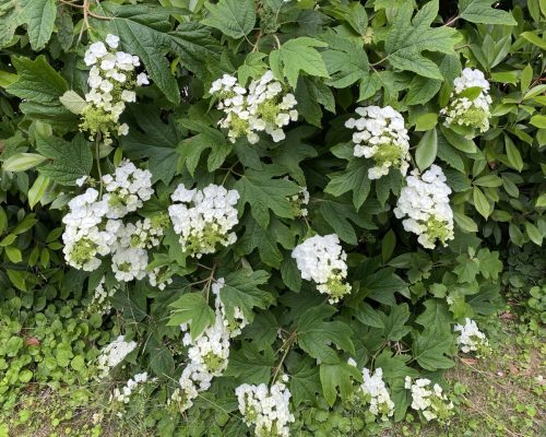 ortensia 2
