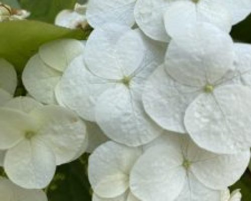 particolare-fiore-di-ortensia-2-225x300