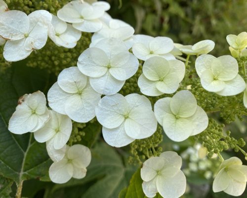 particolare fiore di ortensia 5