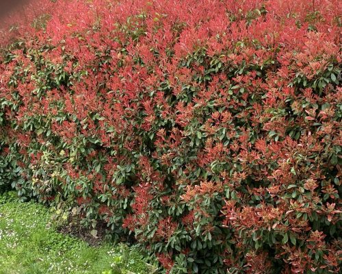 particolare di siepe 2