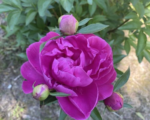 peonia