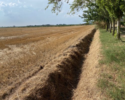 prospettiva di un campo di grano dopo la mietitura