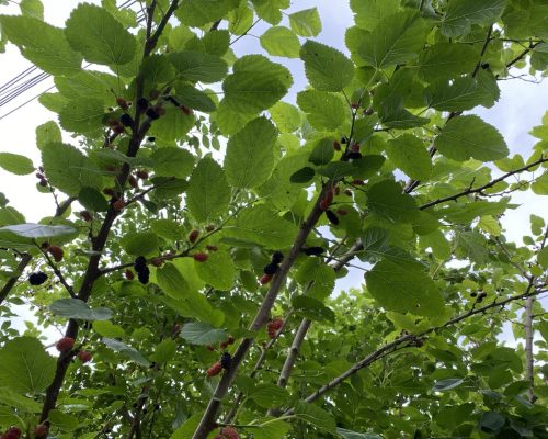 rami di more di gelso 1