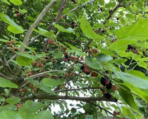 ramo di more di gelso 2