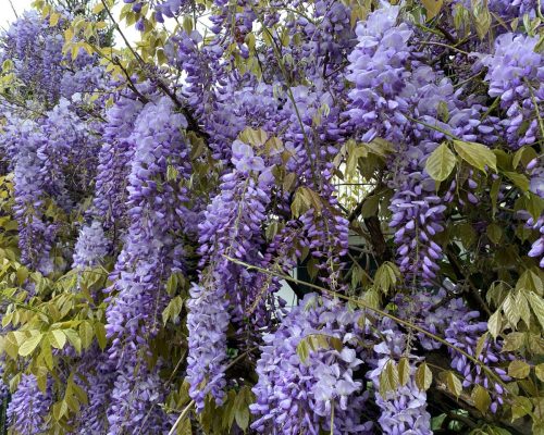 una cascata di fiori di glicine